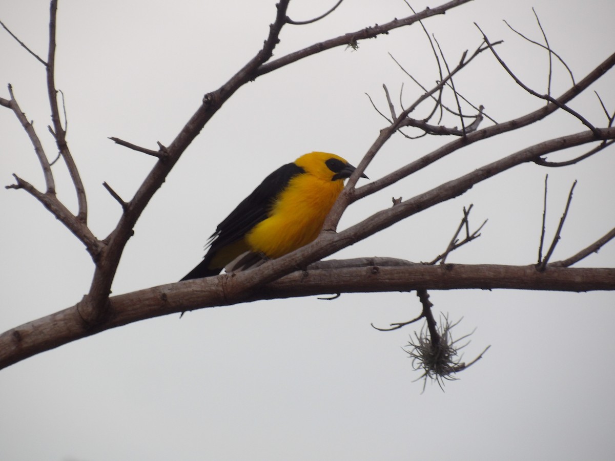 オオムクドリモドキ - ML646172988