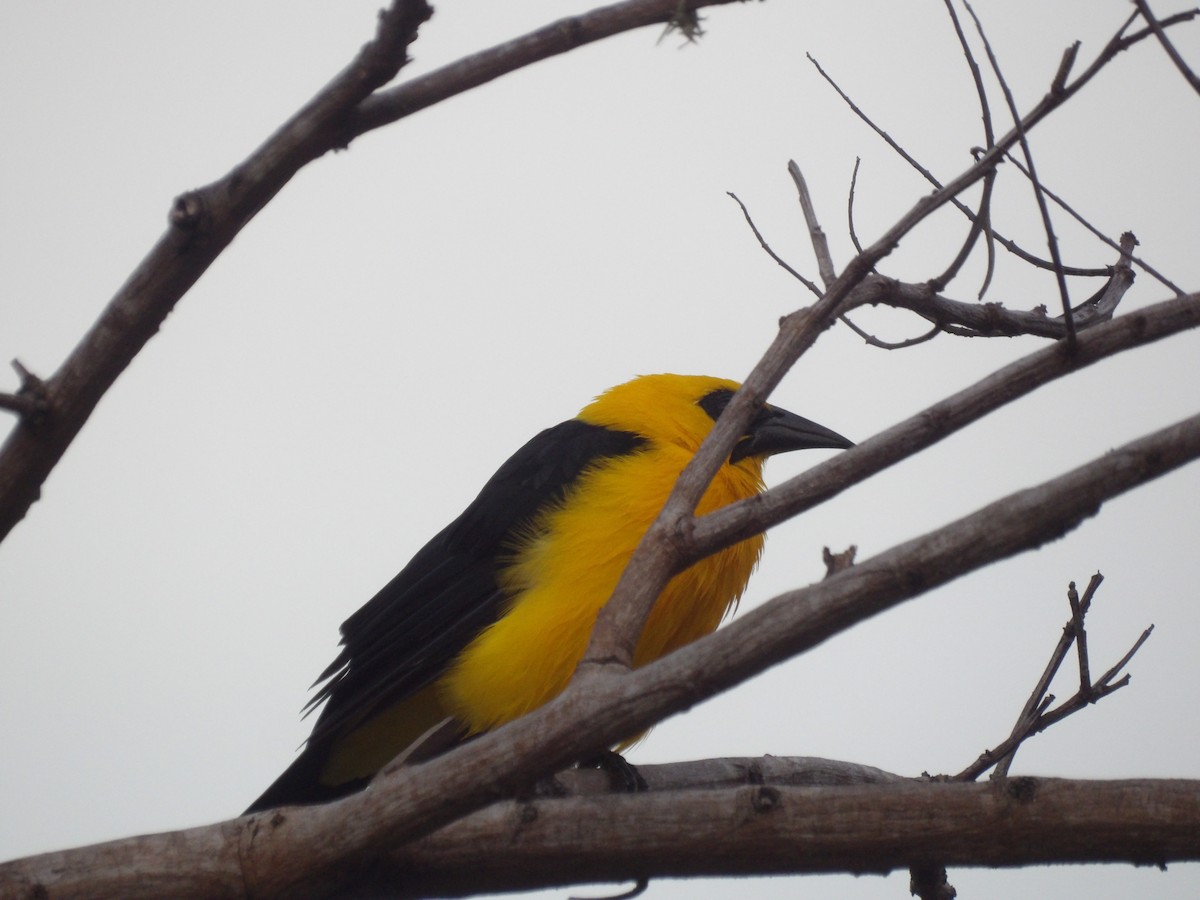 オオムクドリモドキ - ML646172989