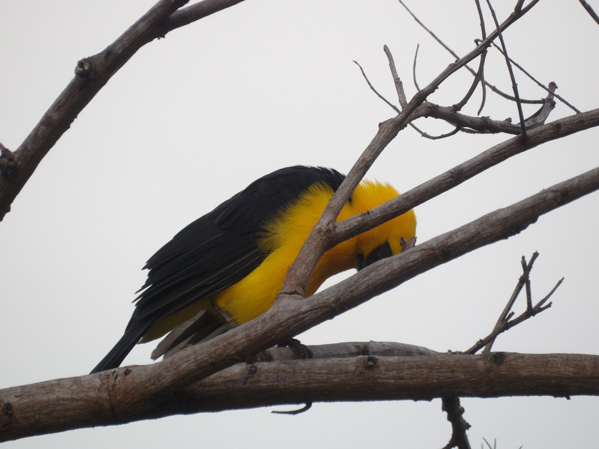 オオムクドリモドキ - ML646172990