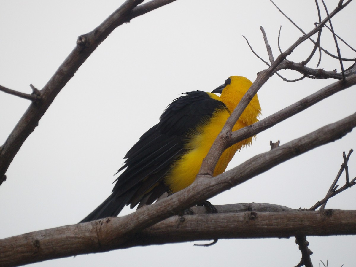 オオムクドリモドキ - ML646172994