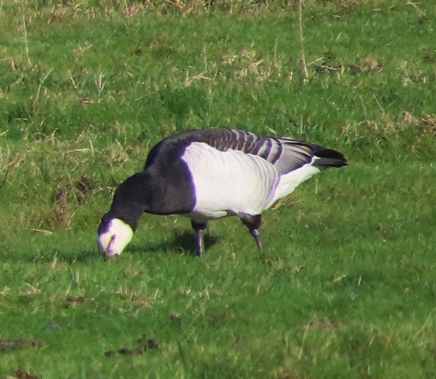 カオジロガン - ML646172996