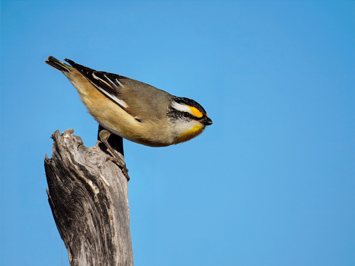 Striated Pardalote - ML646172999
