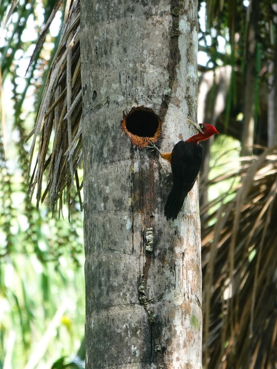 Red-necked Woodpecker - ML646173000