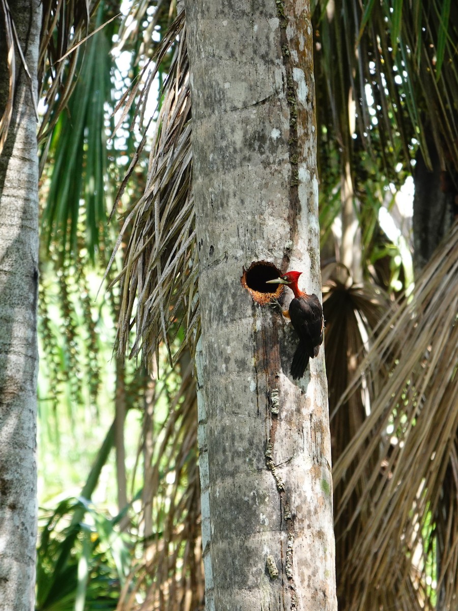 Red-necked Woodpecker - ML646173001