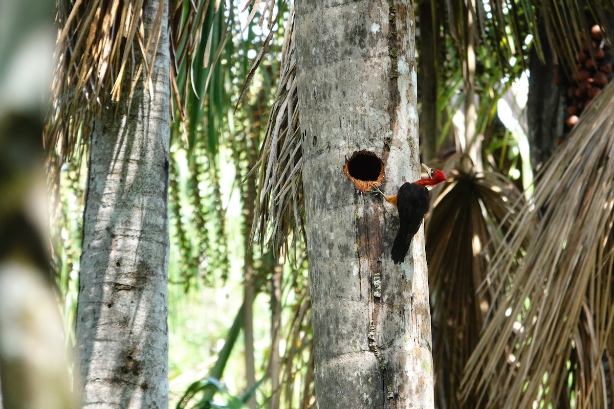 Red-necked Woodpecker - ML646173002