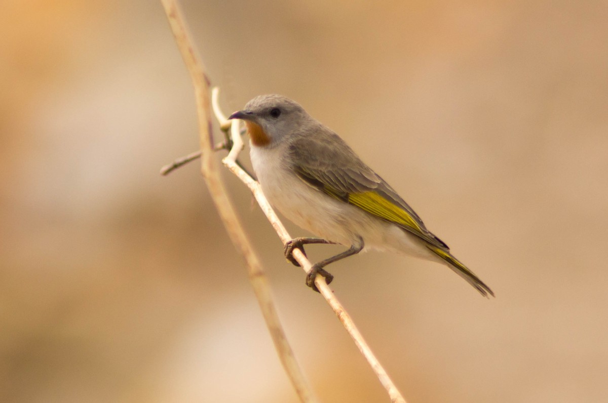 Rufous-throated Honeyeater - ML646173004