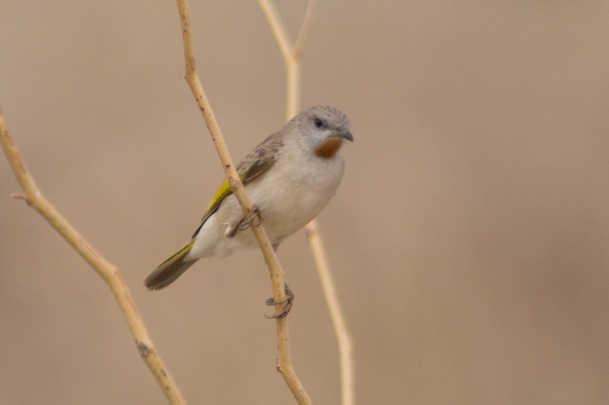Rufous-throated Honeyeater - ML646173005