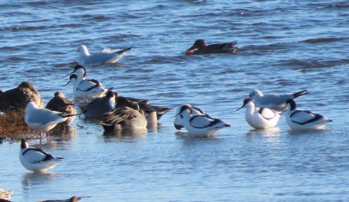 Pied Avocet - ML646173018