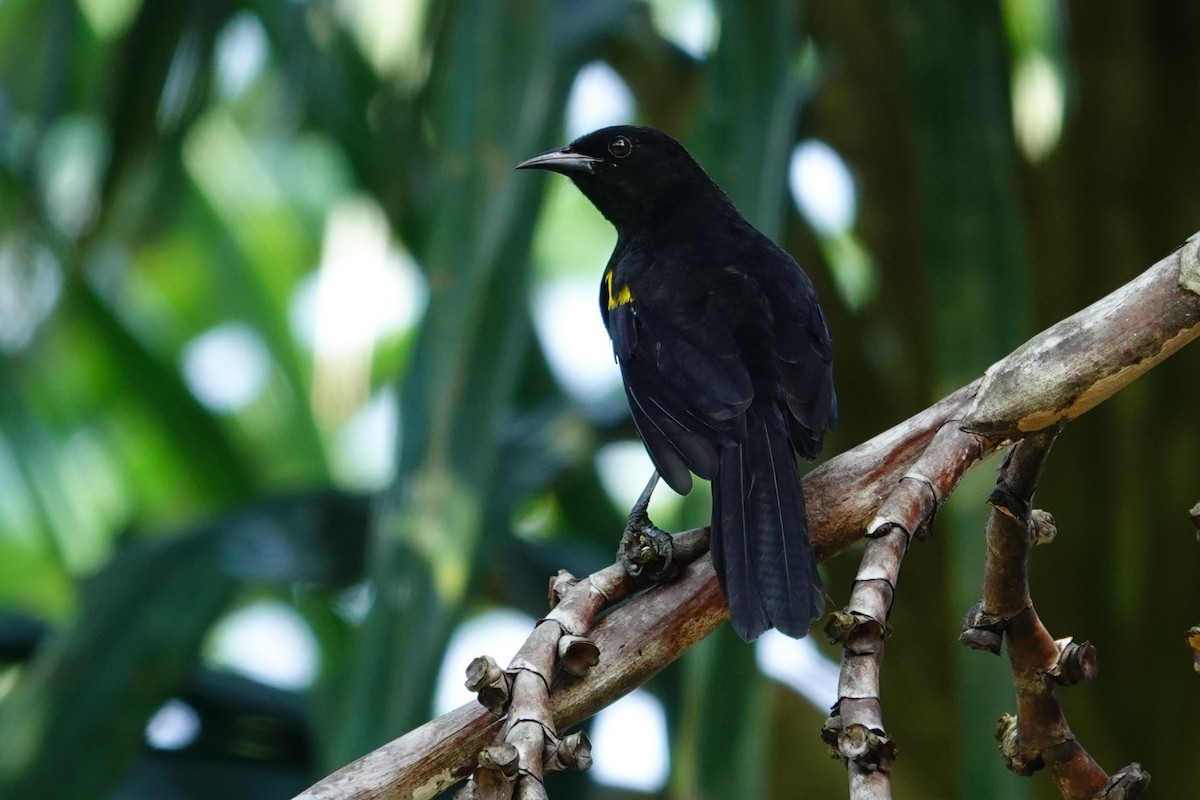 Epaulet Oriole - ML646173019