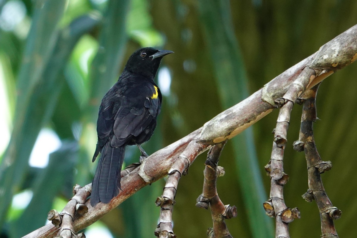 Epaulet Oriole - ML646173020