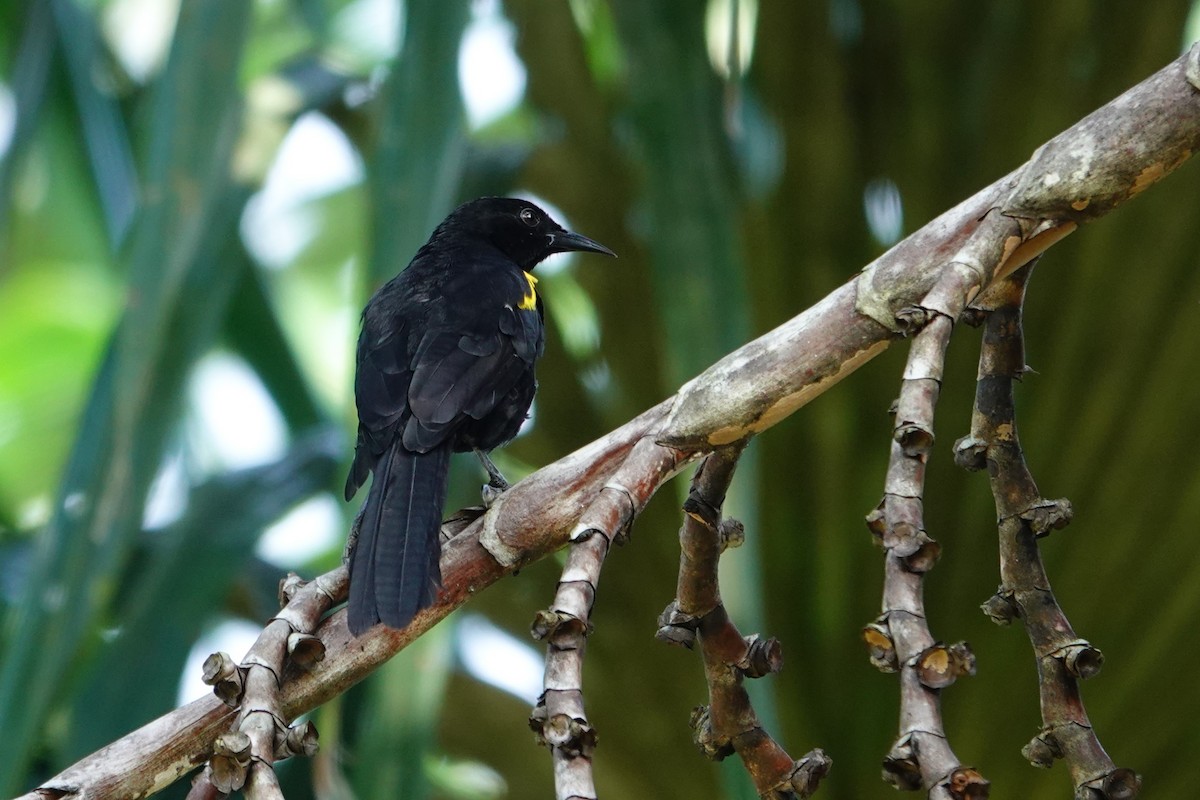 Epaulet Oriole - ML646173021