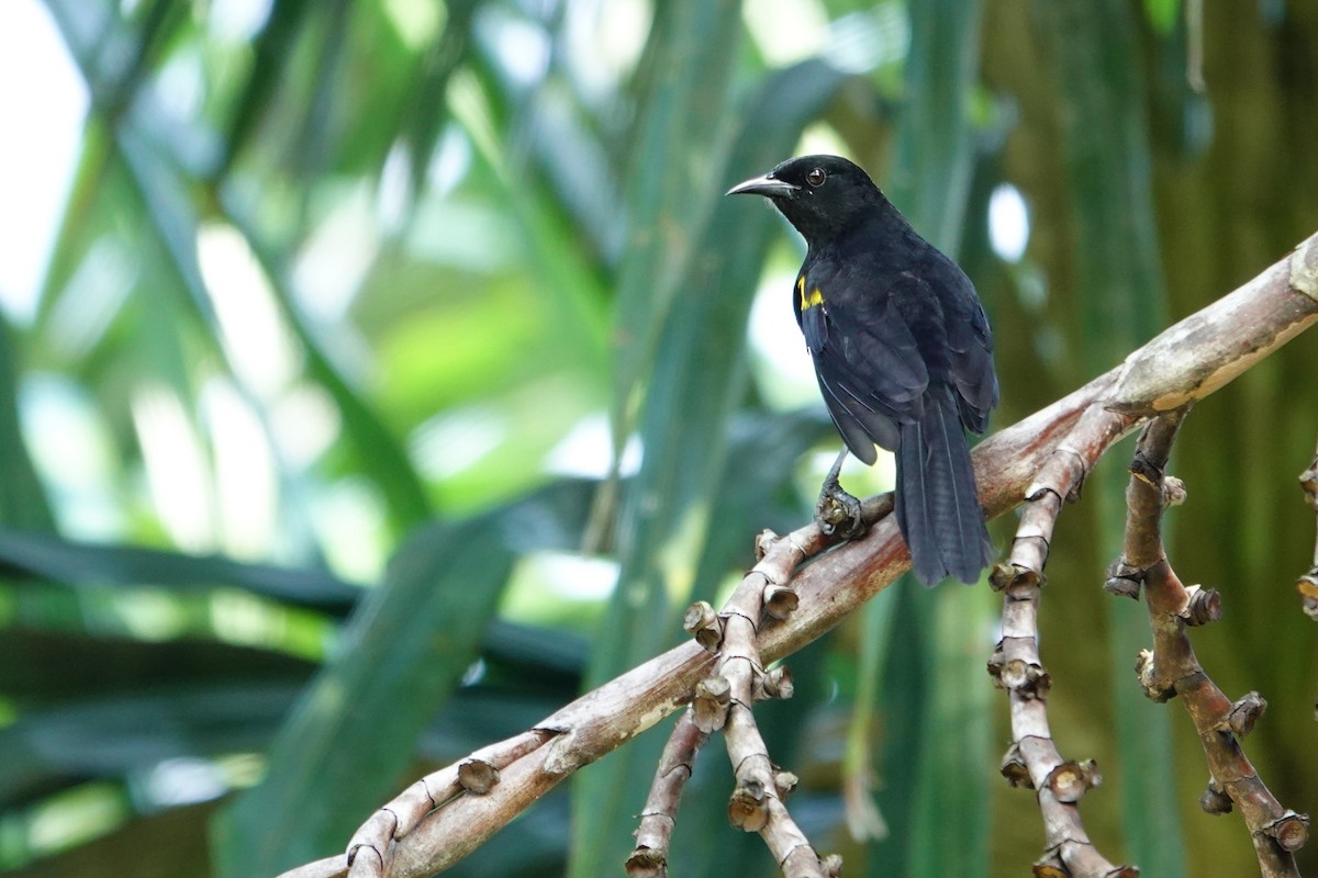 Epaulet Oriole - ML646173022