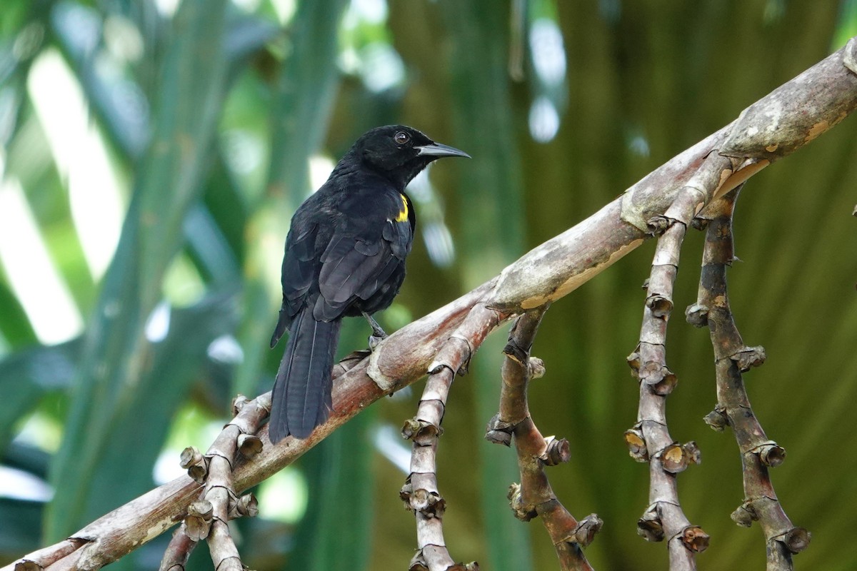 Epaulet Oriole - ML646173023