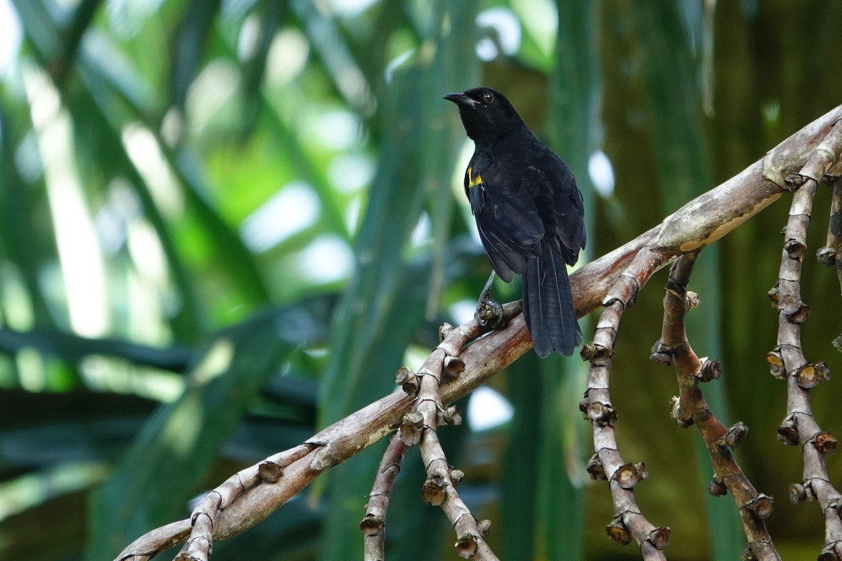 Epaulet Oriole - ML646173024