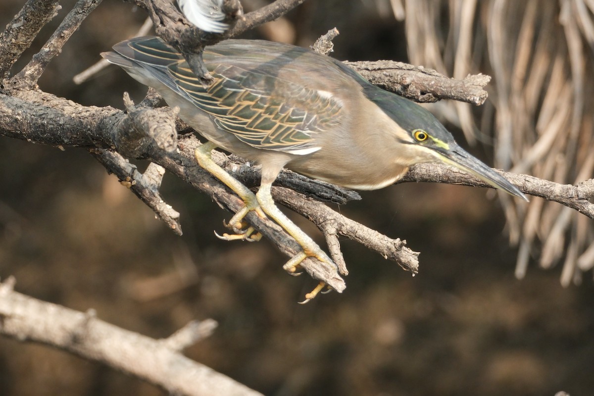 Little Heron - ML646173027