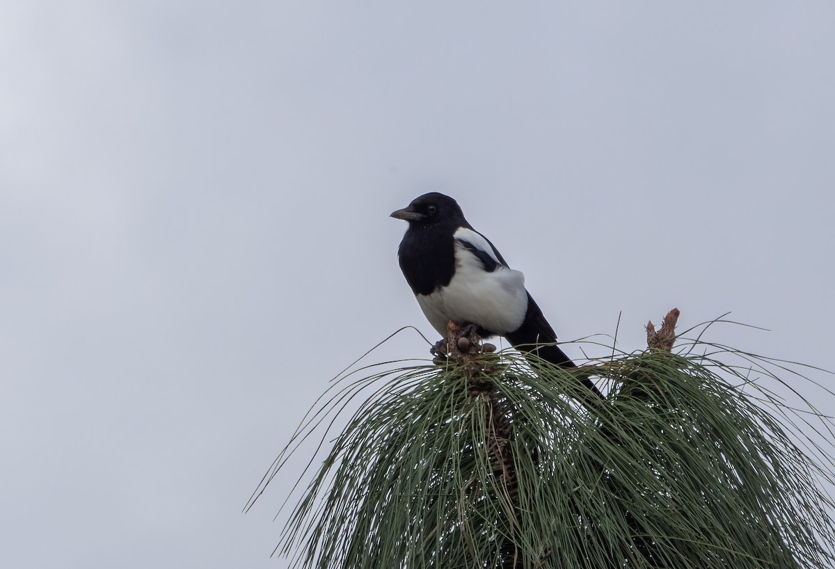 Дорнын шаазгай - ML646173036