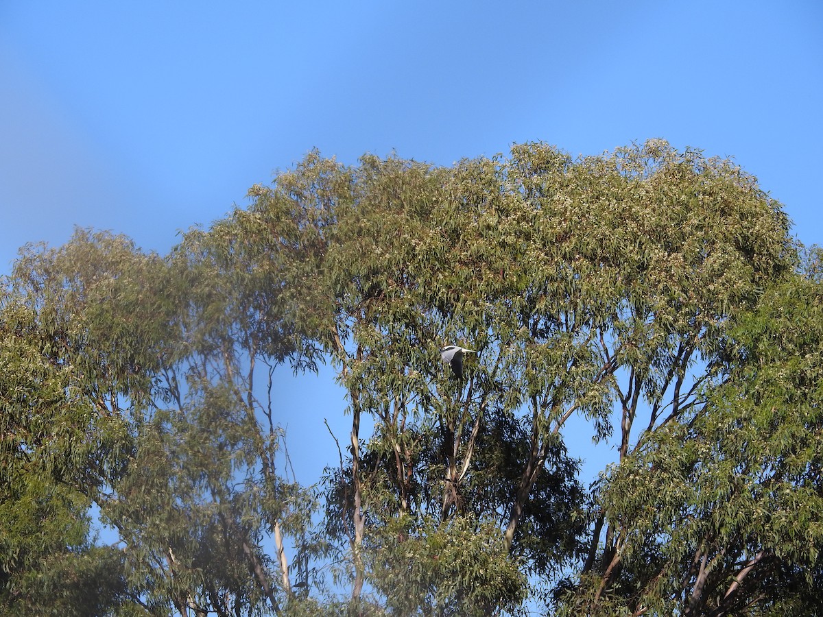 Black-shouldered Kite - ML646173040