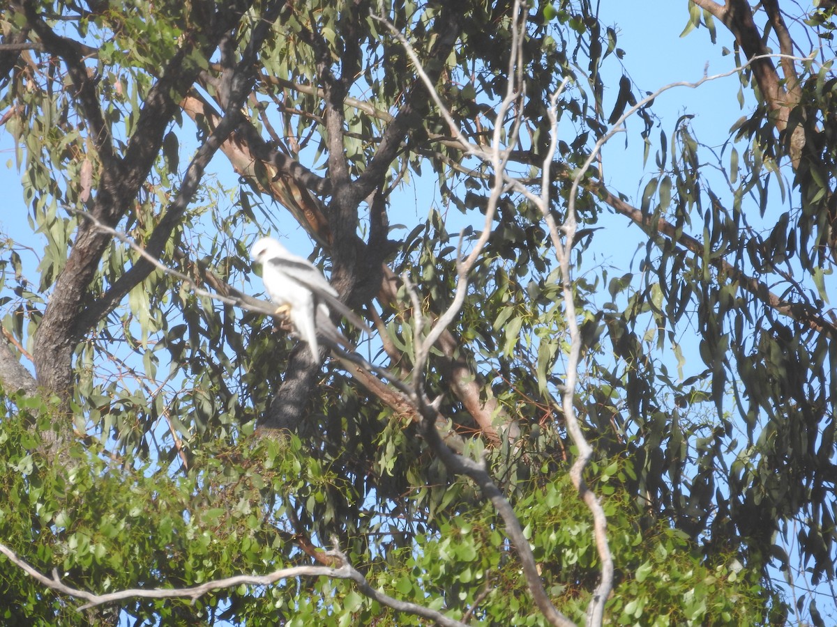 Black-shouldered Kite - ML646173041