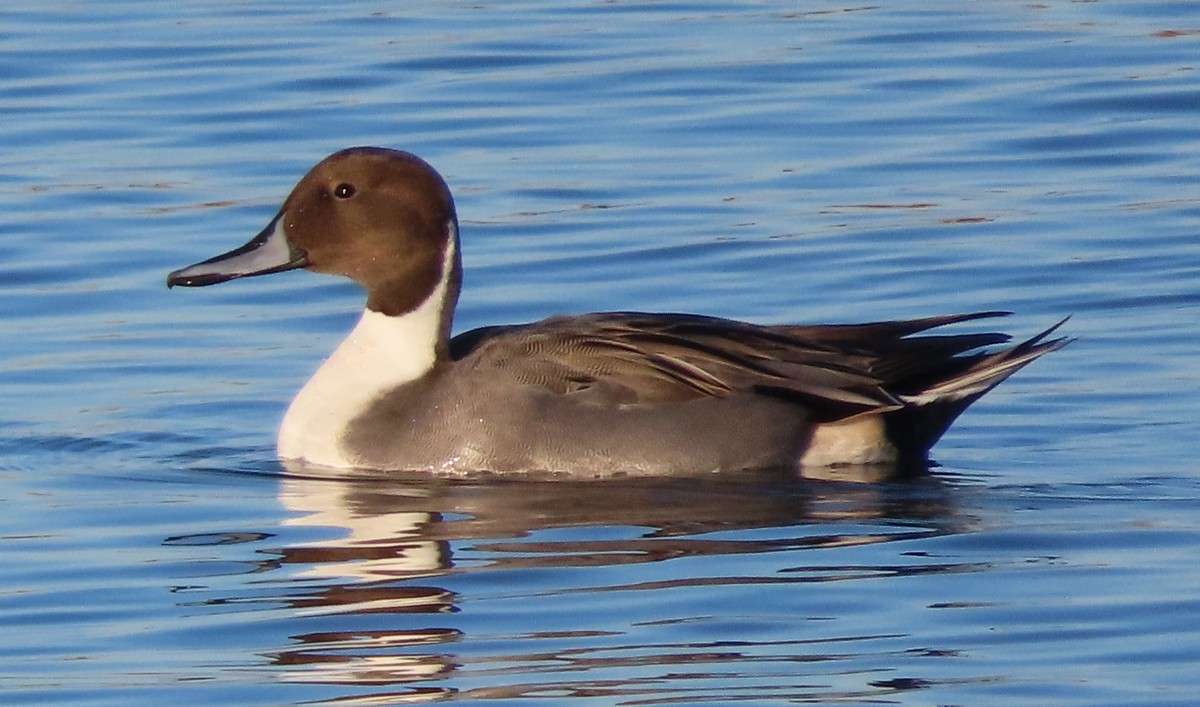 Northern Pintail - ML646173043