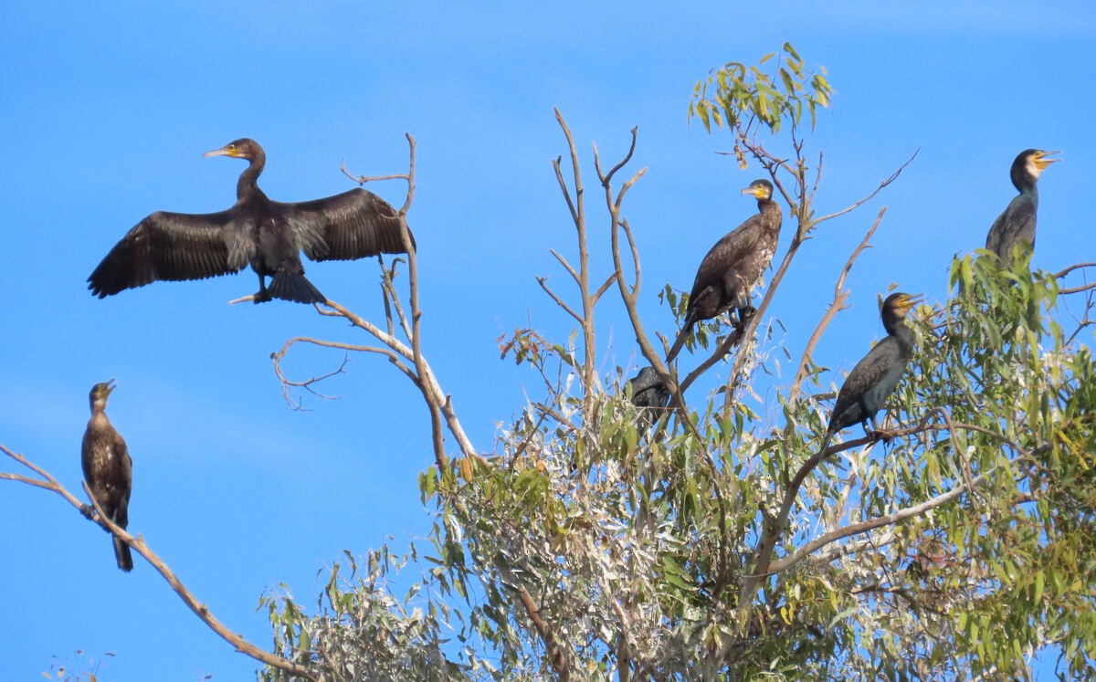 Great Cormorant - ML646173046