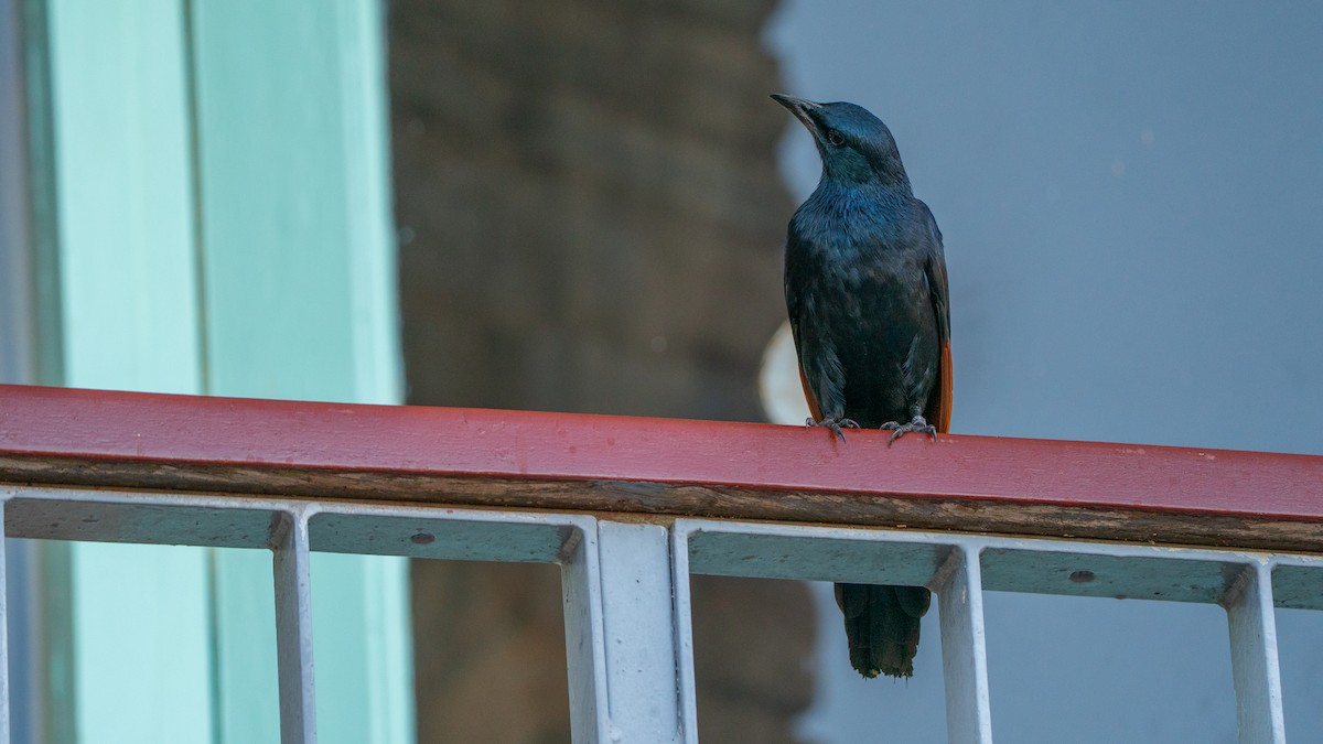 Red-winged Starling - ML646173048