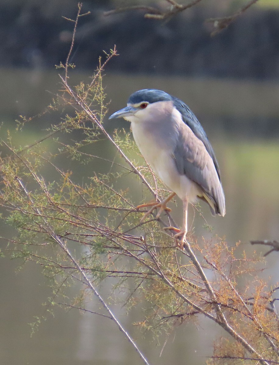Black-crowned Night Heron - ML646173049
