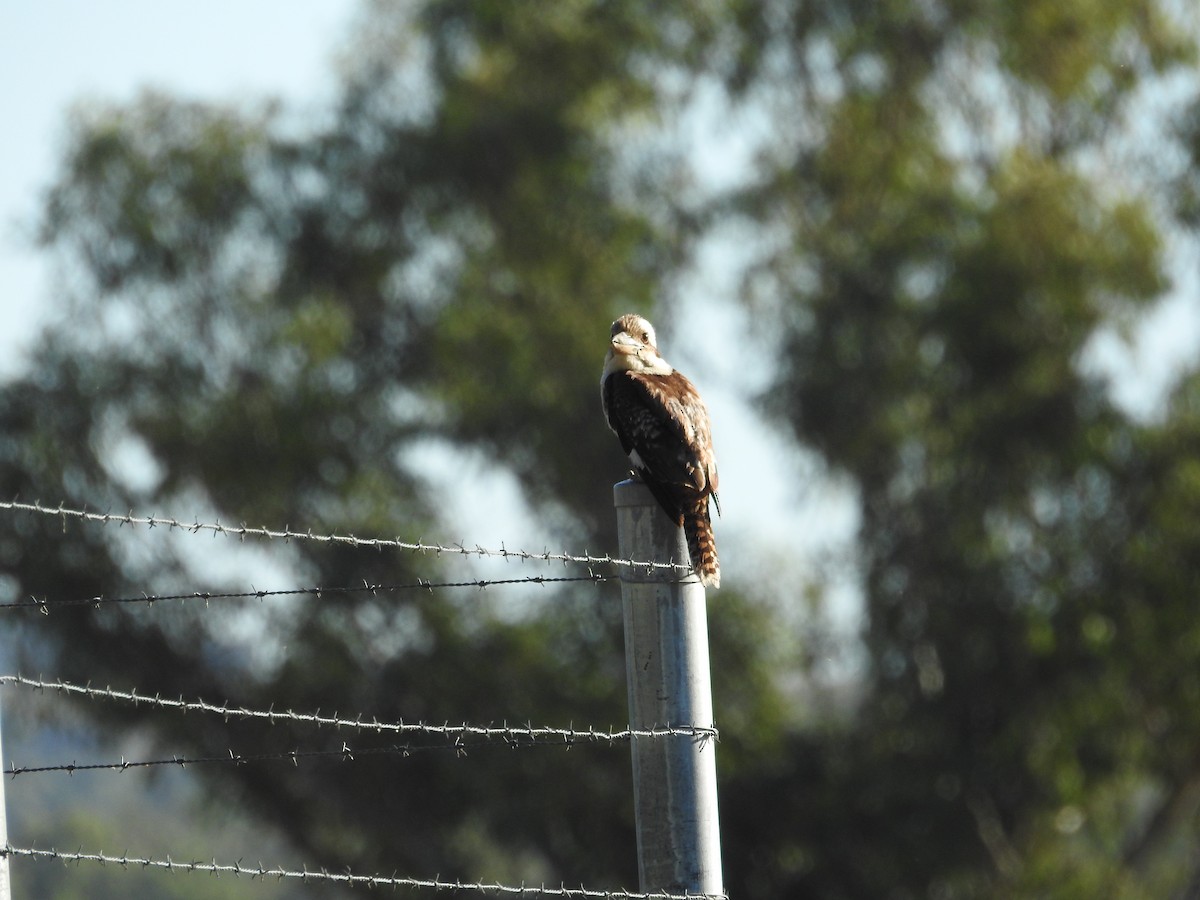 Laughing Kookaburra - ML646173050