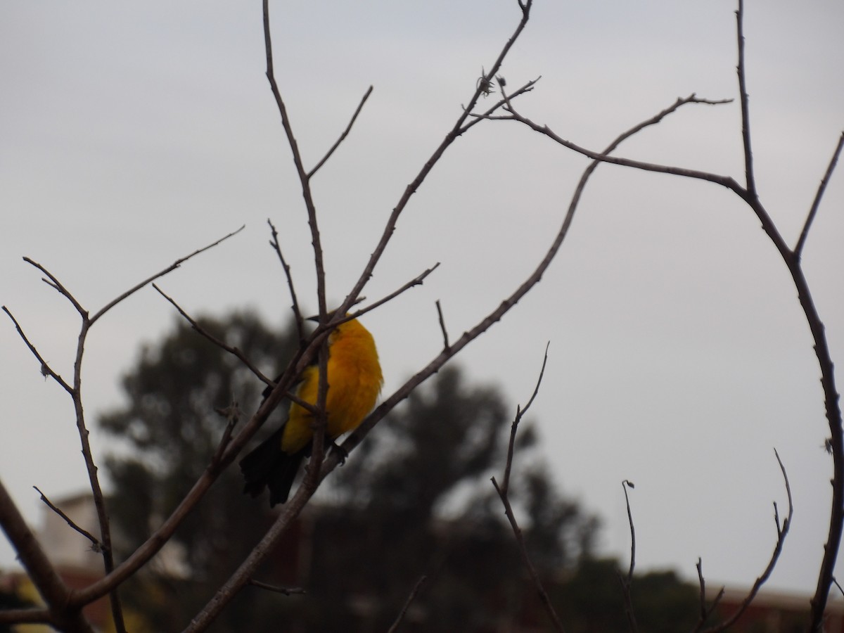 Oriole Blackbird - ML646173053