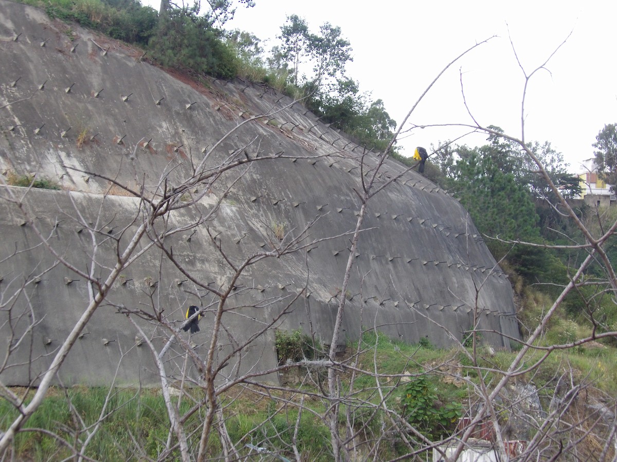 Oriole Blackbird - ML646173054