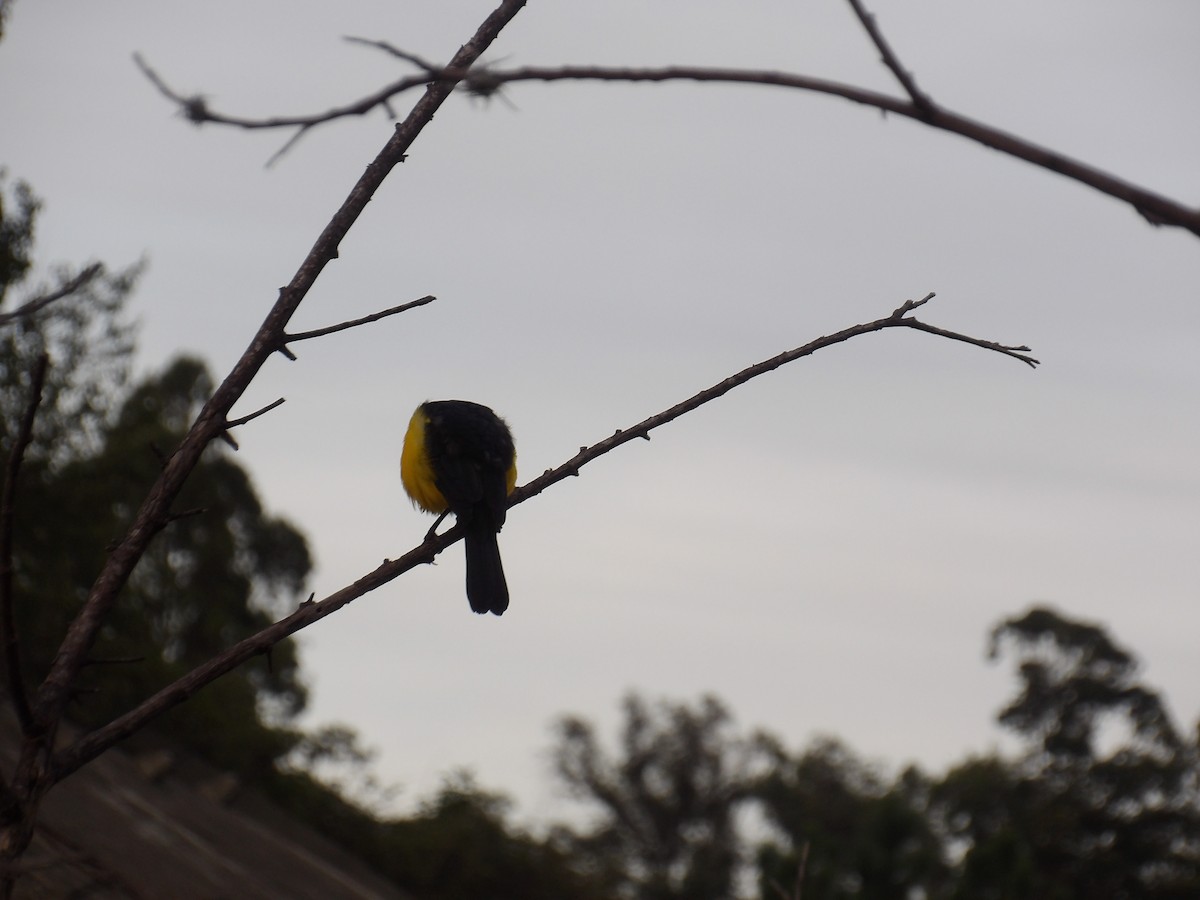 Oriole Blackbird - ML646173055