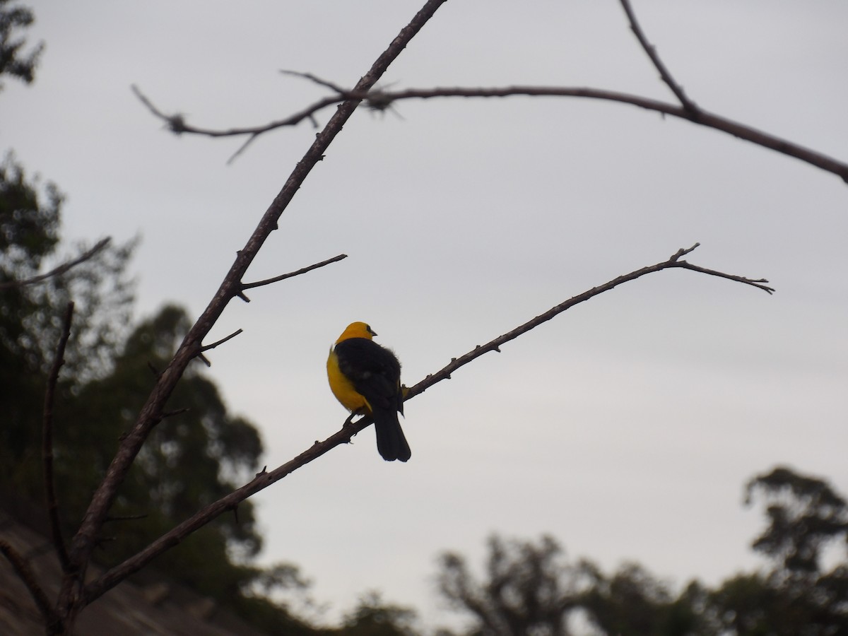 Oriole Blackbird - ML646173056