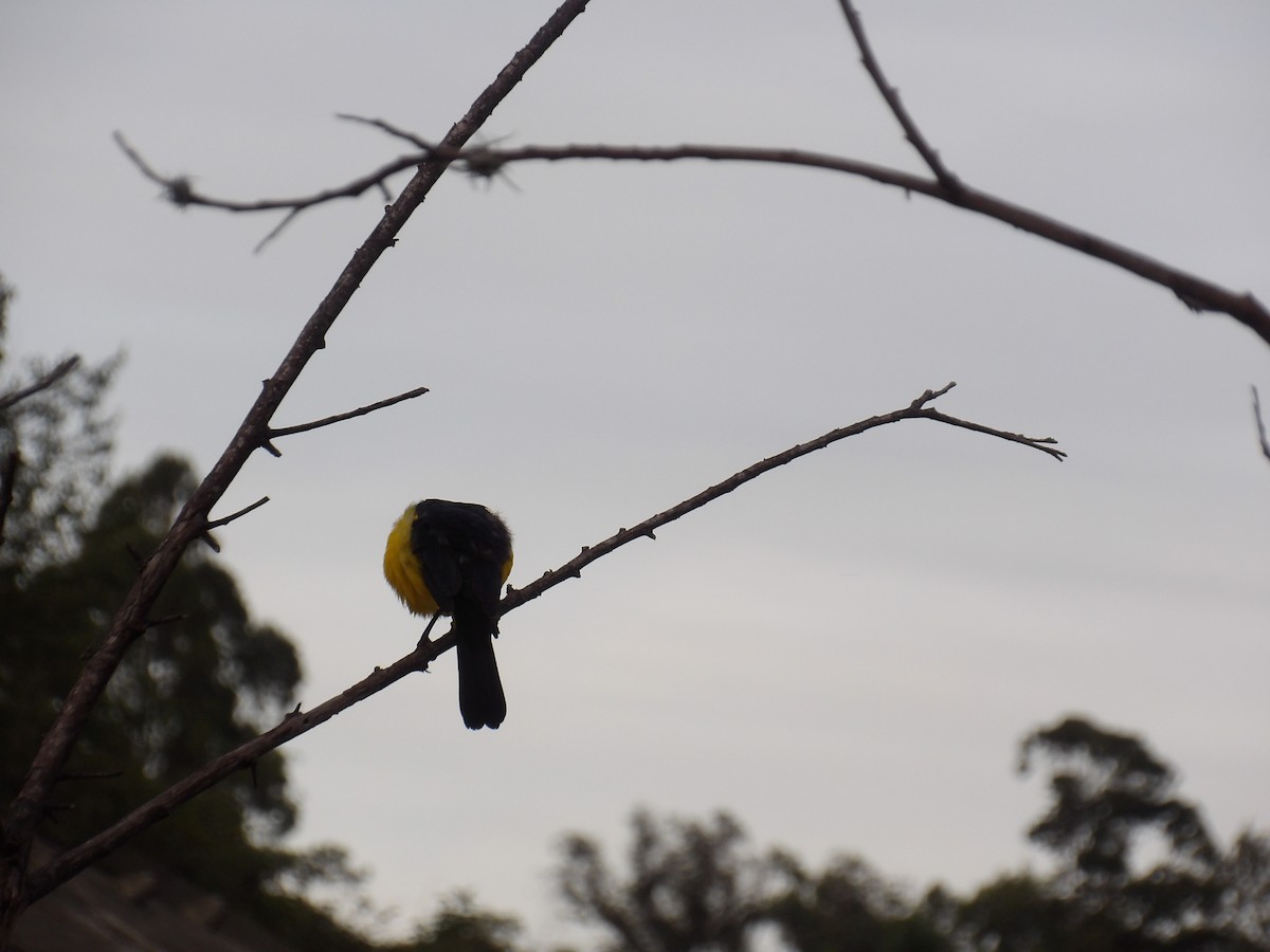 Oriole Blackbird - ML646173057