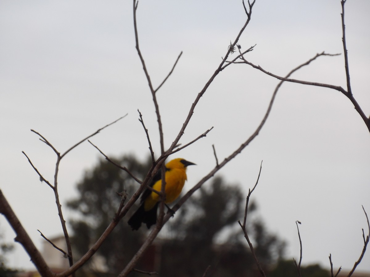 Oriole Blackbird - ML646173058