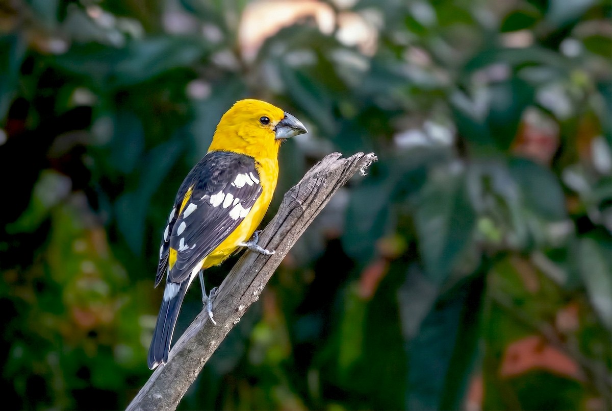 Golden Grosbeak - ML646173059