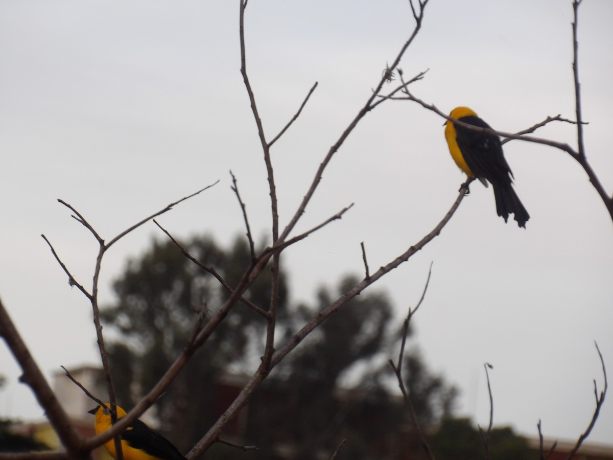Oriole Blackbird - ML646173060
