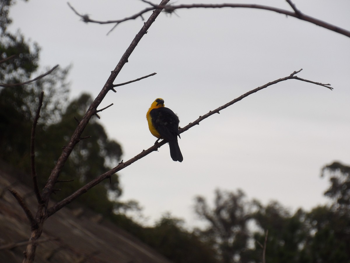 Oriole Blackbird - ML646173061