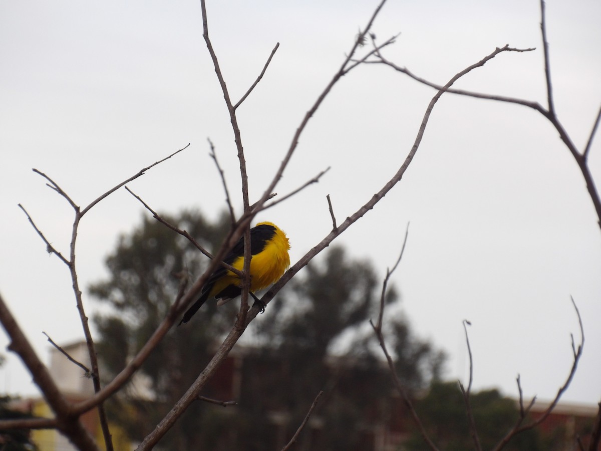 Oriole Blackbird - ML646173062