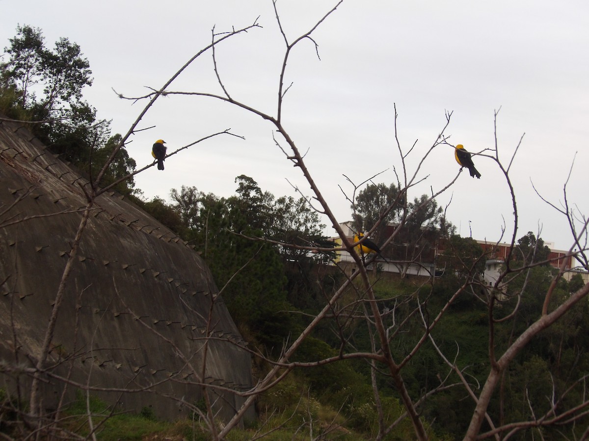 Oriole Blackbird - ML646173063