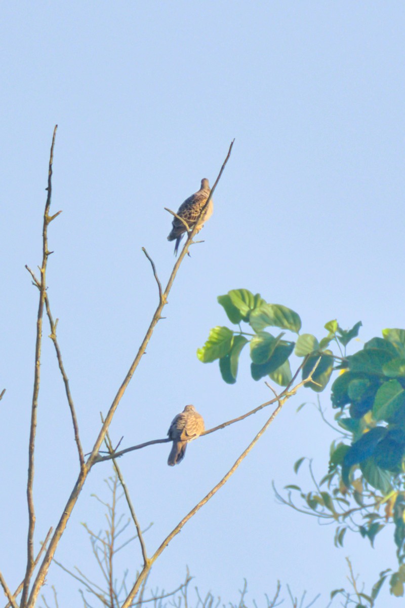 Oriental Turtle-Dove - ML646173065