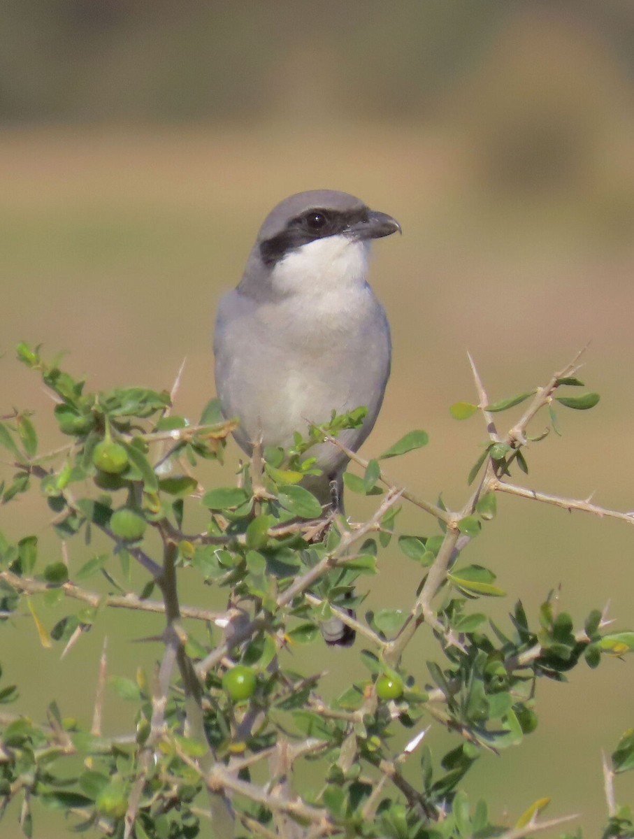 Great Gray Shrike - ML646173066