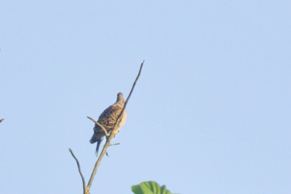 Oriental Turtle-Dove - ML646173067