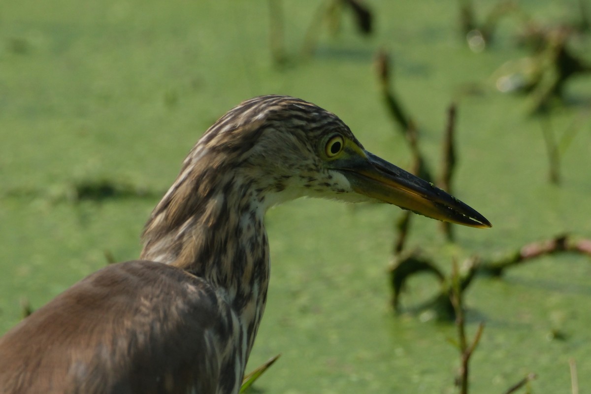 Hint Alaca Balıkçılı - ML646173071