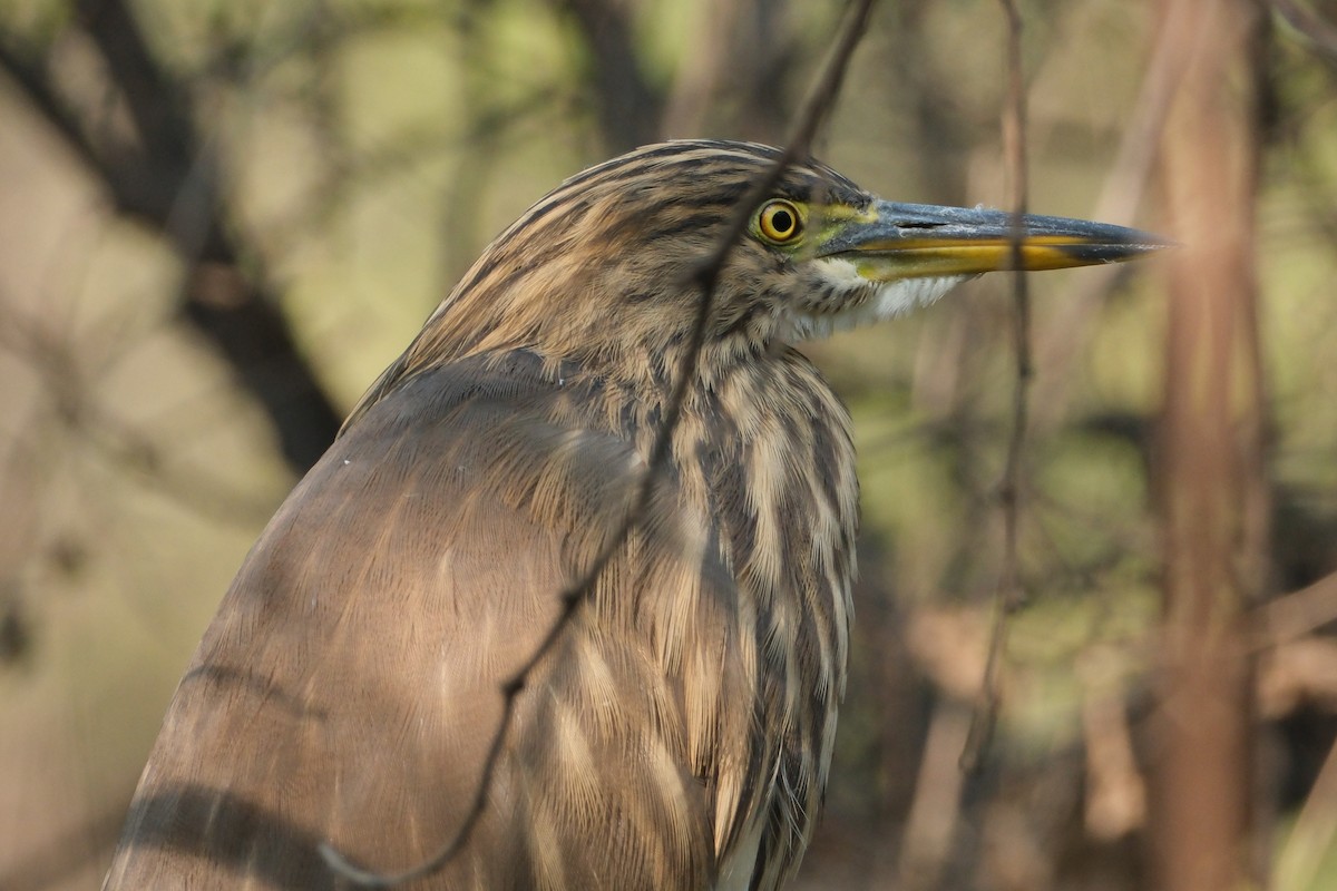 Hint Alaca Balıkçılı - ML646173072