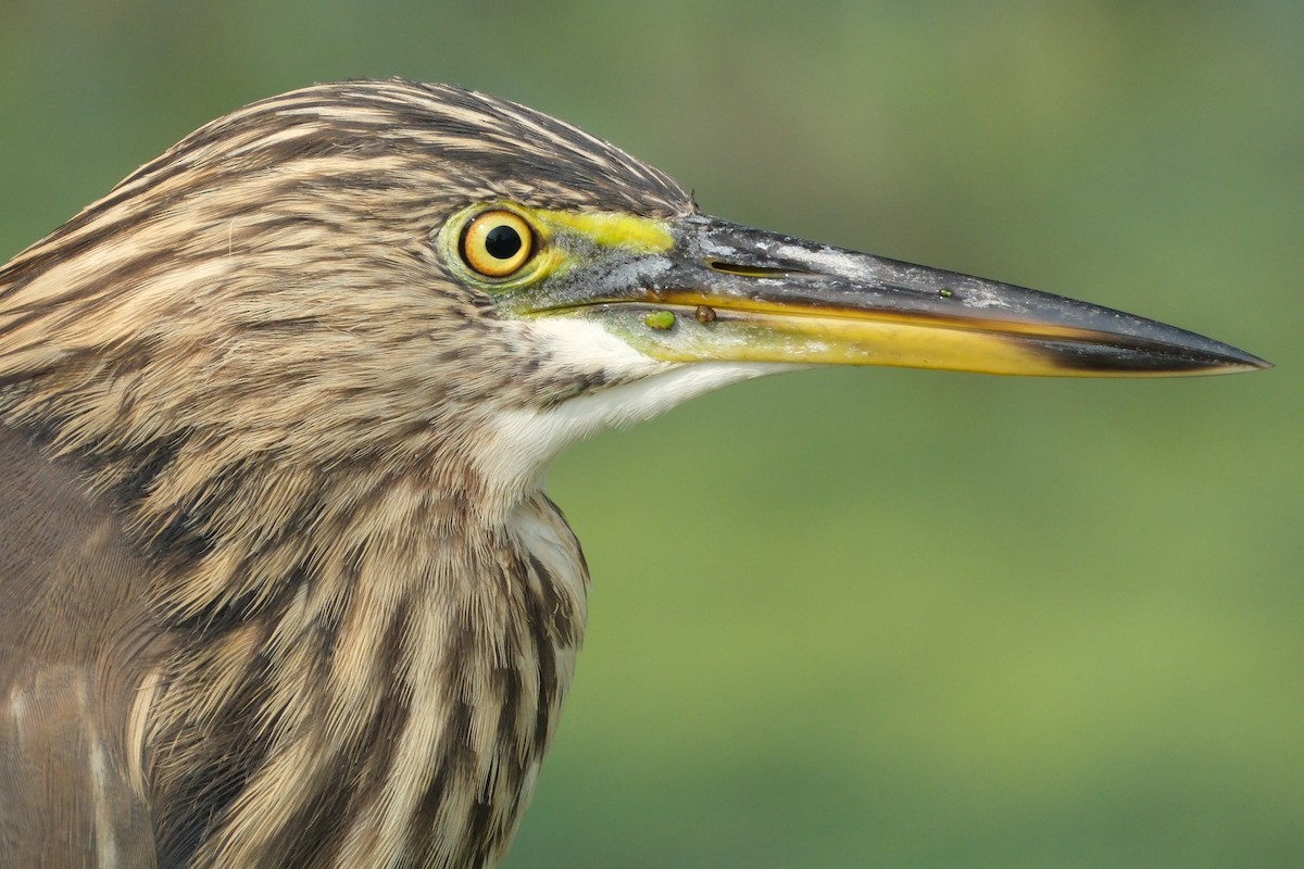 Hint Alaca Balıkçılı - ML646173073