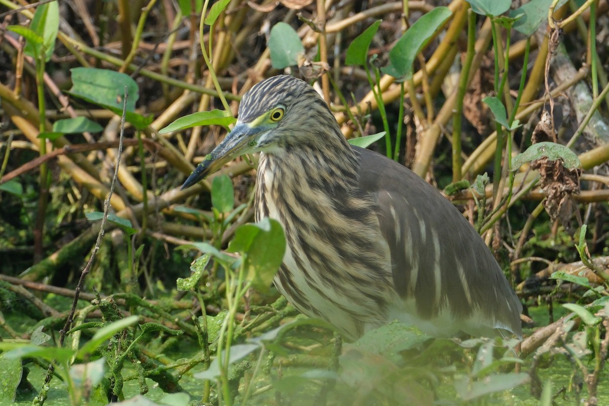 Hint Alaca Balıkçılı - ML646173074