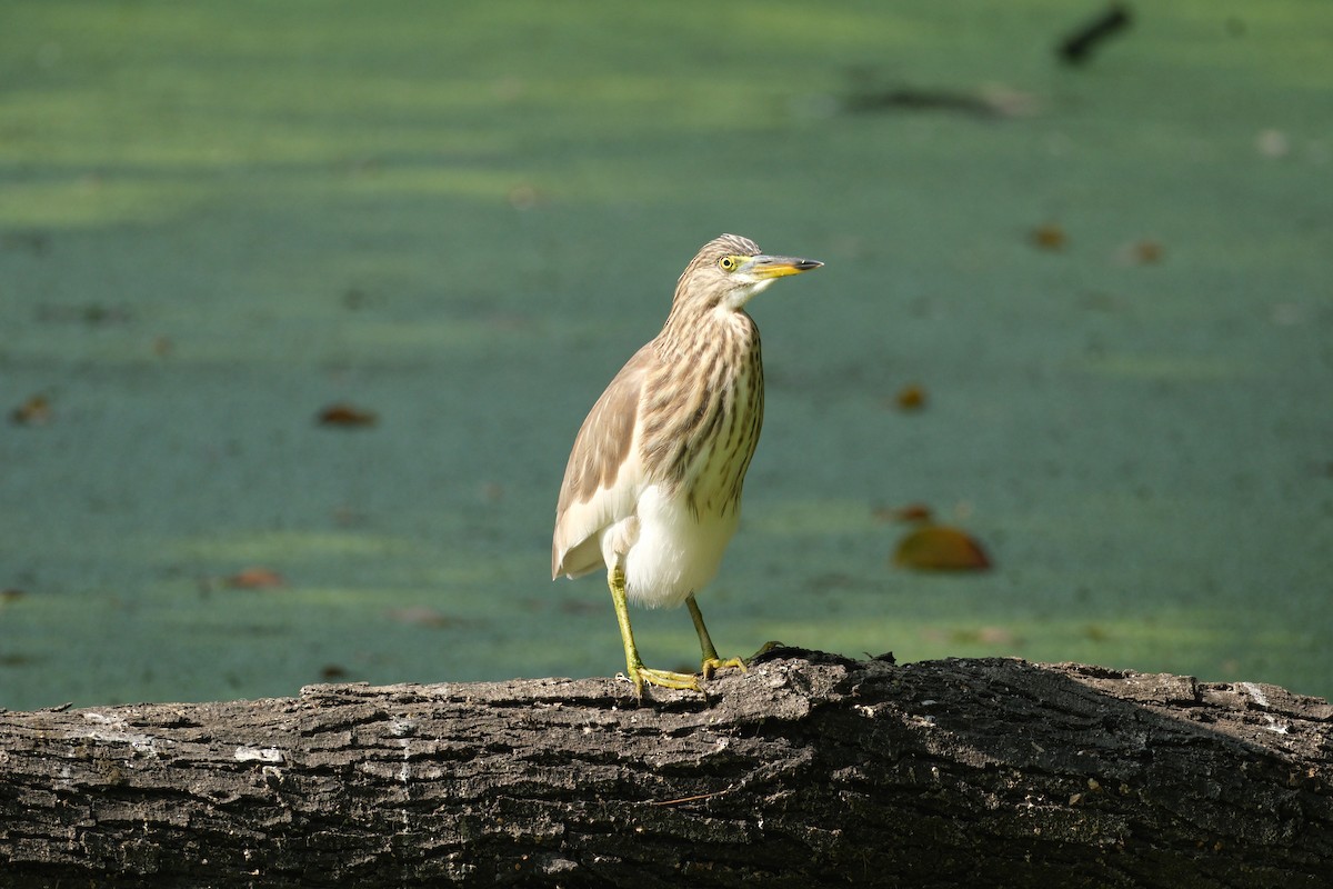 Hint Alaca Balıkçılı - ML646173075