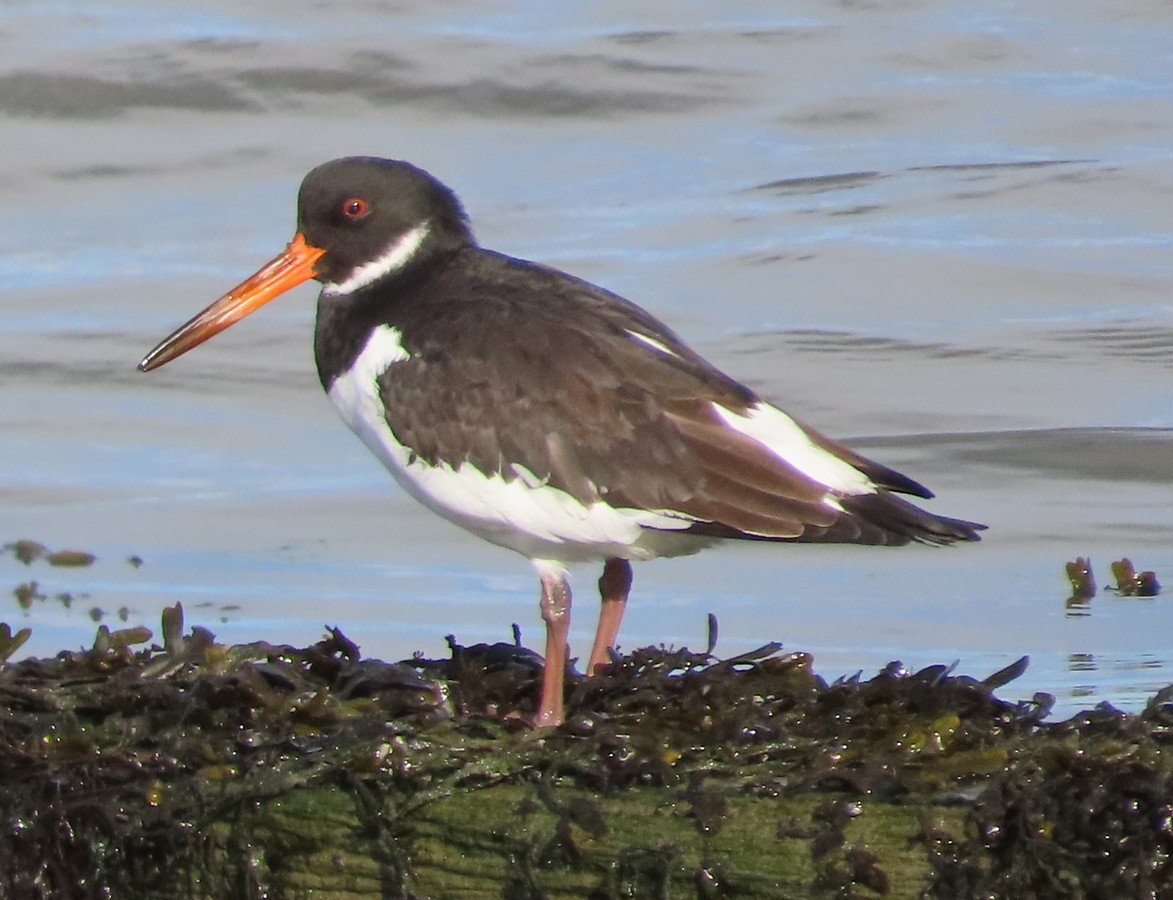 Eurasian Oystercatcher - ML646173076
