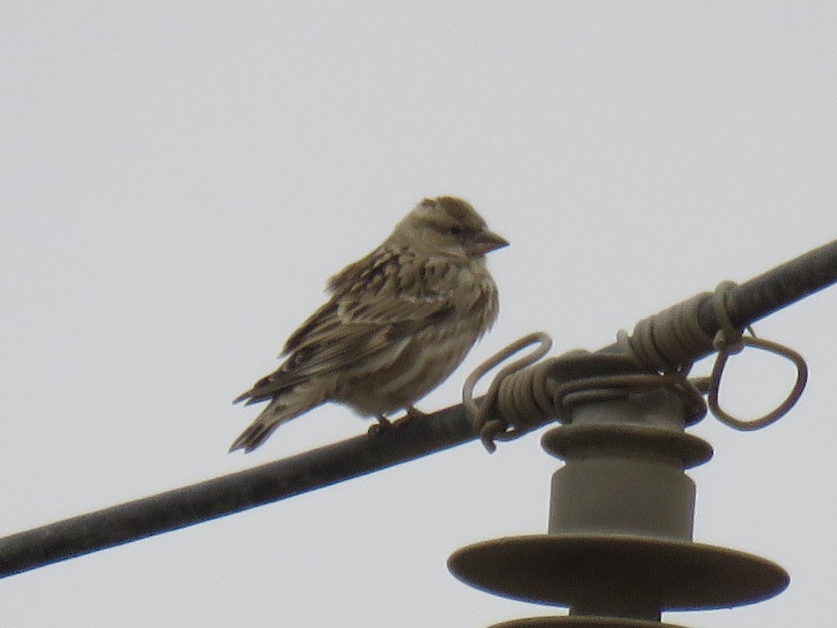 Rock Sparrow - ML646173077