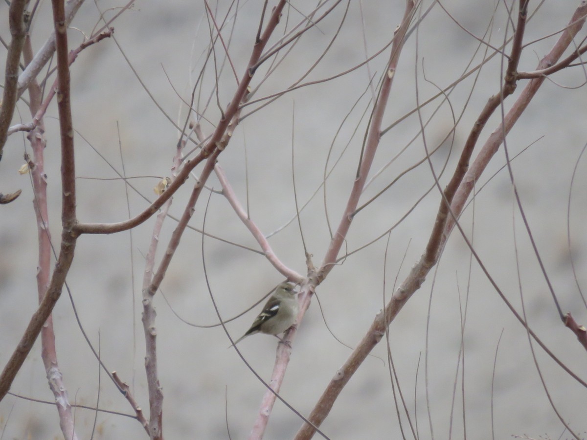 Common Chaffinch - ML646173081