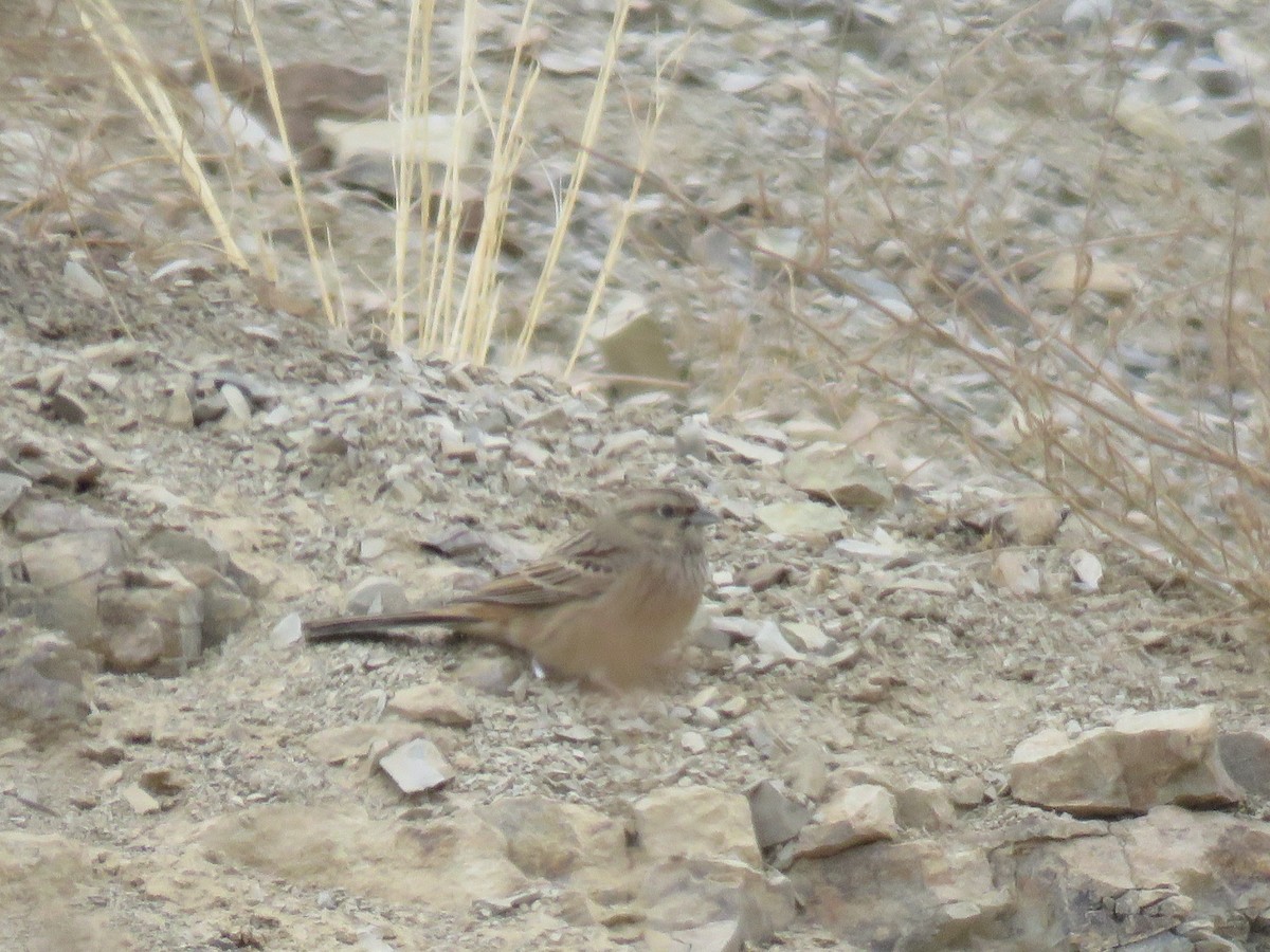 Rock Bunting - ML646173086